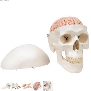 Mô hình Hộp Sọ Có Với Năm Phần Não